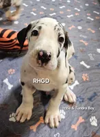 Captain , a male Great Dane for sale in Sheridan, AR – 3 of 5