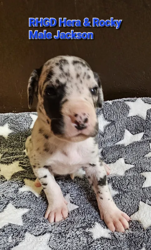 Jackson – Great Dane puppy for sale in Sheridan, AR