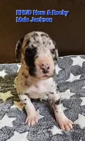 Jackson, a male Great Dane for sale in Sheridan, AR – 1 of 1