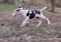 Sidney , a female Great Dane for sale in Sheridan, AR – 7 of 10
