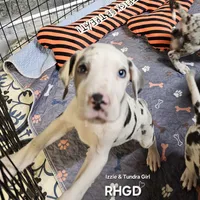 Kitten, a female Great Dane for sale in Sheridan, AR – 5 of 5