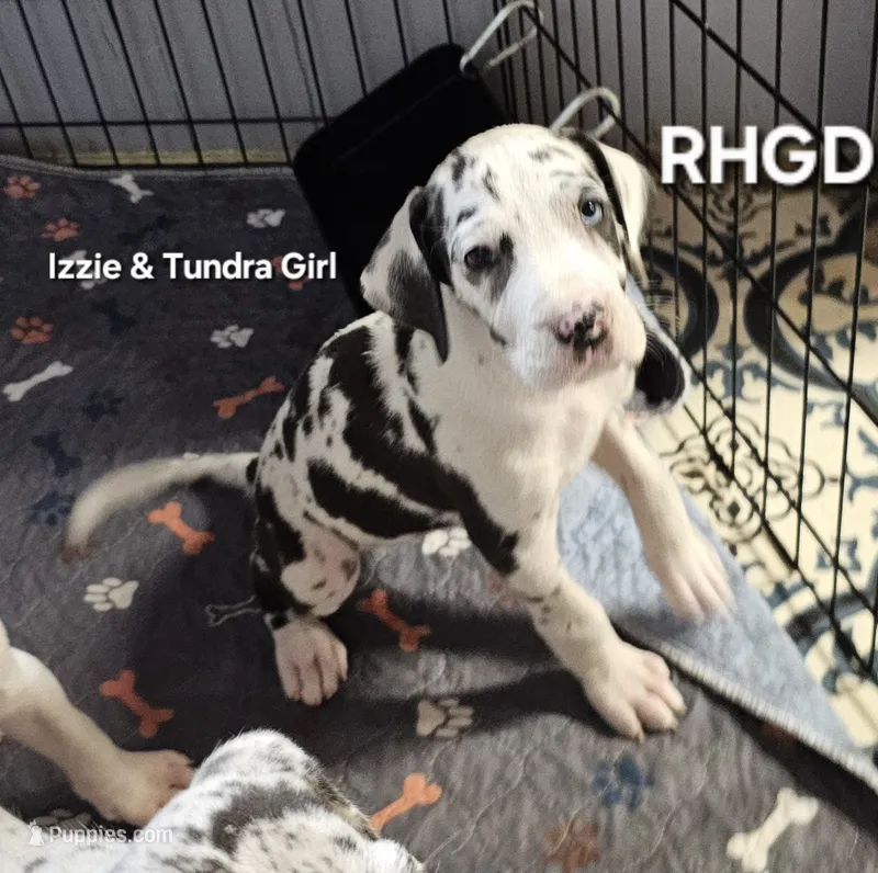 Betty Boop – Great Dane puppy for sale in Sheridan, AR