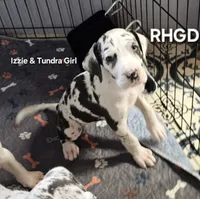 Betty Boop, a female Great Dane for sale in Sheridan, AR – 1 of 4
