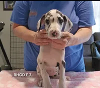 Female- Seven, a female Great Dane for sale in Sheridan, AR – 3 of 4