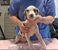 Female- Four, a female Great Dane for sale in Sheridan, AR – 3 of 3