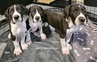 Chance, a male Great Dane for sale in Sheridan, AR – Photo 4 of 7