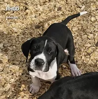 Chance, a male Great Dane for sale in Sheridan, AR – Photo 3 of 7