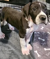 Chance, a male Great Dane for sale in Sheridan, AR – Photo 2 of 7