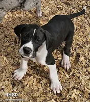 Chance, a male Great Dane for sale in Sheridan, AR – Photo 1 of 7