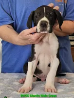 Chance, a male Great Dane for sale in Sheridan, AR – Photo 7 of 7