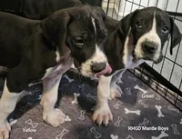 Chance, a male Great Dane for sale in Sheridan, AR – Photo 5 of 7