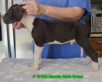 Chance, a male Great Dane for sale in Sheridan, AR – Photo 6 of 7