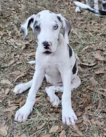 Trinity, a female Great Dane for sale in Sheridan, AR – 8 of 10