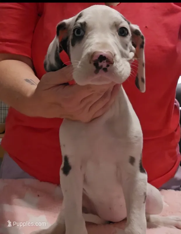 Sweet Pea – Great Dane puppy for sale in Sheridan, AR