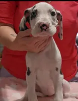 Sweet Pea, a female Great Dane for sale in Sheridan, AR – 1 of 4