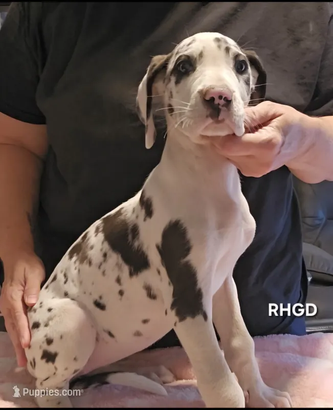 Sophia – Great Dane puppy for sale in Sheridan, AR