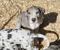 Jacob, a male Great Dane for sale in Sheridan, AR – 6 of 6