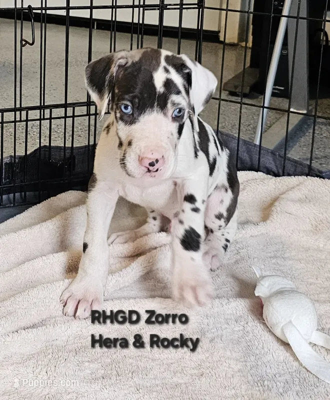 Zorro – Great Dane puppy for sale in Sheridan, AR