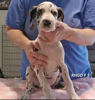 Female- Three, a female Great Dane for sale in Sheridan, AR – 2 of 3