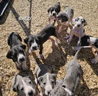 Tonka, a male Great Dane for sale in Sheridan, AR – Photo 6 of 8