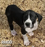 Tonka, a male Great Dane for sale in Sheridan, AR – Photo 7 of 8