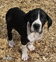 Tonka, a male Great Dane for sale in Sheridan, AR – Photo 8 of 8