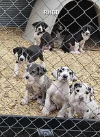 Tonka, a male Great Dane for sale in Sheridan, AR – Photo 4 of 8