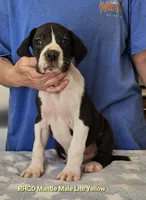 Tonka, a male Great Dane for sale in Sheridan, AR – Photo 2 of 8