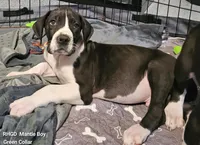 Tonka, a male Great Dane for sale in Sheridan, AR – Photo 1 of 8