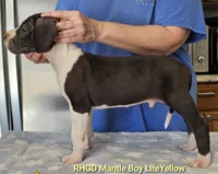 Tonka, a male Great Dane for sale in Sheridan, AR – Photo 3 of 8