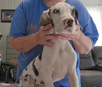 Trinity, a female Great Dane for sale in Sheridan, AR – 3 of 10