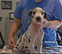Male- Two, a male Great Dane for sale in Sheridan, AR – 4 of 4
