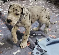 Jules, a female Great Dane for sale in Sheridan, AR – 4 of 5