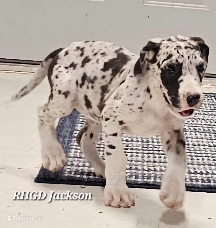 Jackson – Great Dane puppy for sale in Sheridan, AR