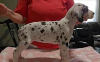 Sweet Pea, a female Great Dane for sale in Sheridan, AR – 2 of 4