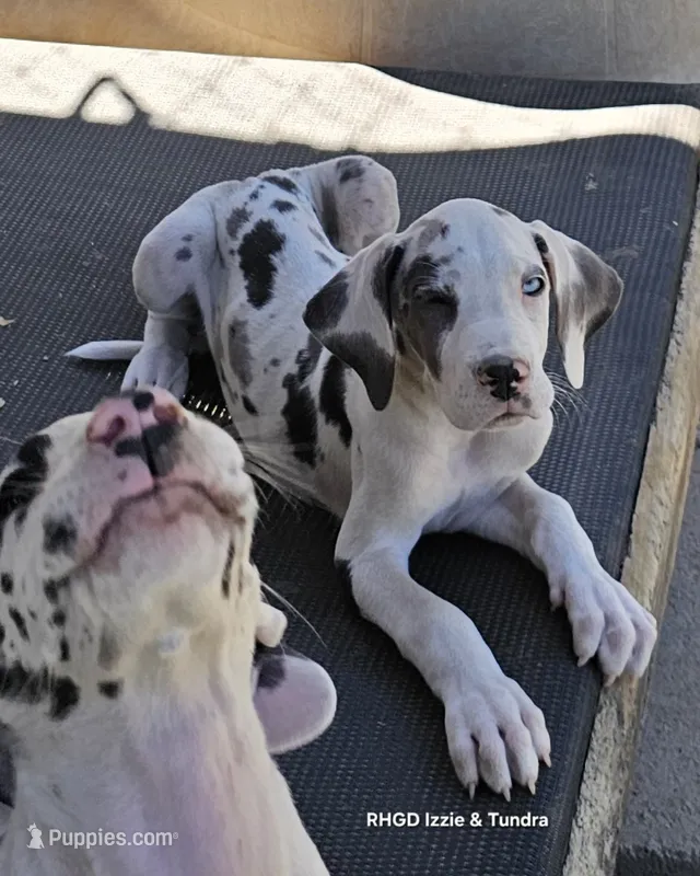 Female- Four – Great Dane puppy for sale in Sheridan, AR
