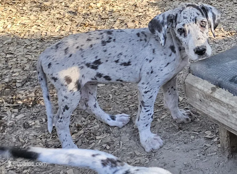 Female- Five – Great Dane puppy for sale in Sheridan, AR
