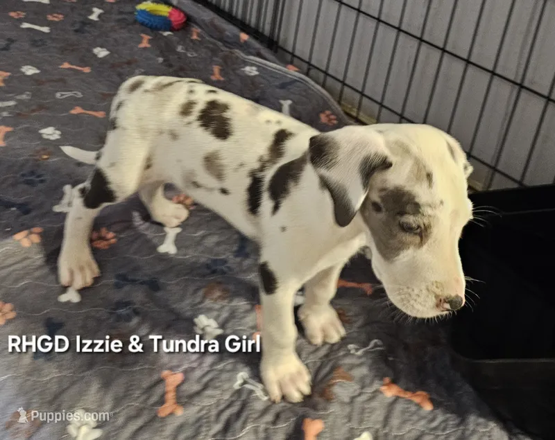Kitten – Great Dane puppy for sale in Sheridan, AR