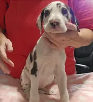 Sophia, a female Great Dane for sale in Sheridan, AR – 1 of 5