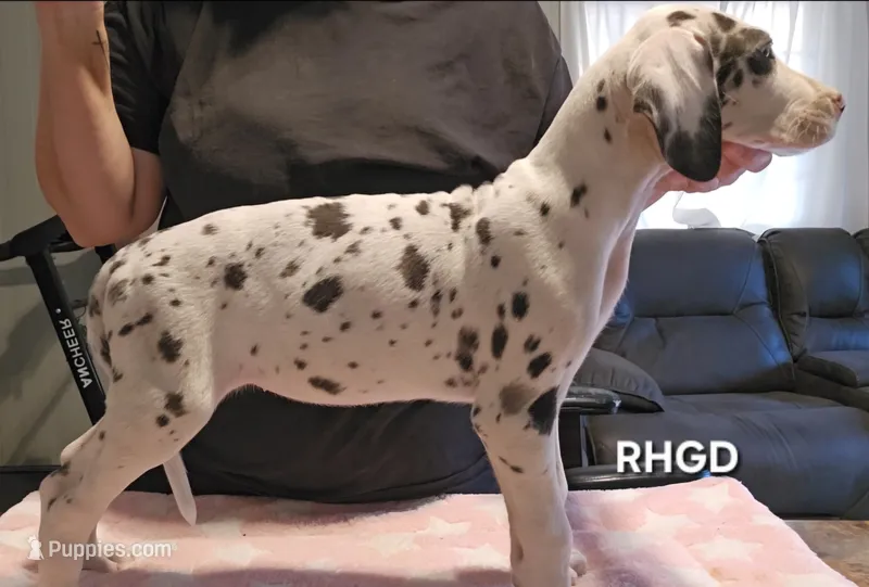 Sweet Pea – Great Dane puppy for sale in Sheridan, AR