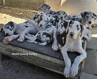 Sidney , a female Great Dane for sale in Sheridan, AR – 10 of 10