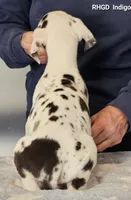 Indigo, a male Great Dane for sale in Sheridan, AR – Photo 2 of 2