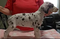 Sweet Pea, a female Great Dane for sale in Sheridan, AR – 4 of 4