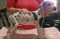 Sophia, a female Great Dane for sale in Sheridan, AR – 2 of 5
