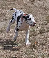 Female- Three-pend, a female Great Dane for sale in Sheridan, AR – 4 of 7