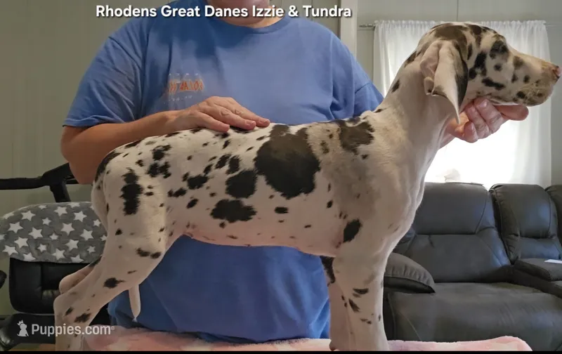 Female- Seven – Great Dane puppy for sale in Sheridan, AR