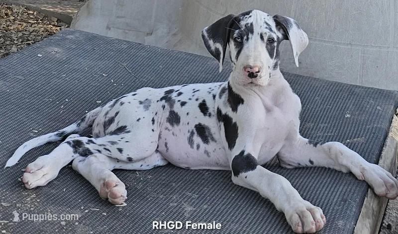 Female- Six – Great Dane puppy for sale in Sheridan, AR