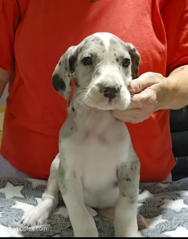 Jasper – Great Dane puppy for sale in Sheridan, AR