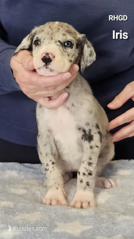 Iris, a male Great Dane for sale in Sheridan, AR – Photo 1 of 2