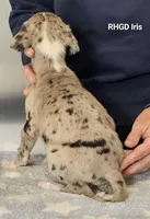 Iris, a male Great Dane for sale in Sheridan, AR – Photo 2 of 2